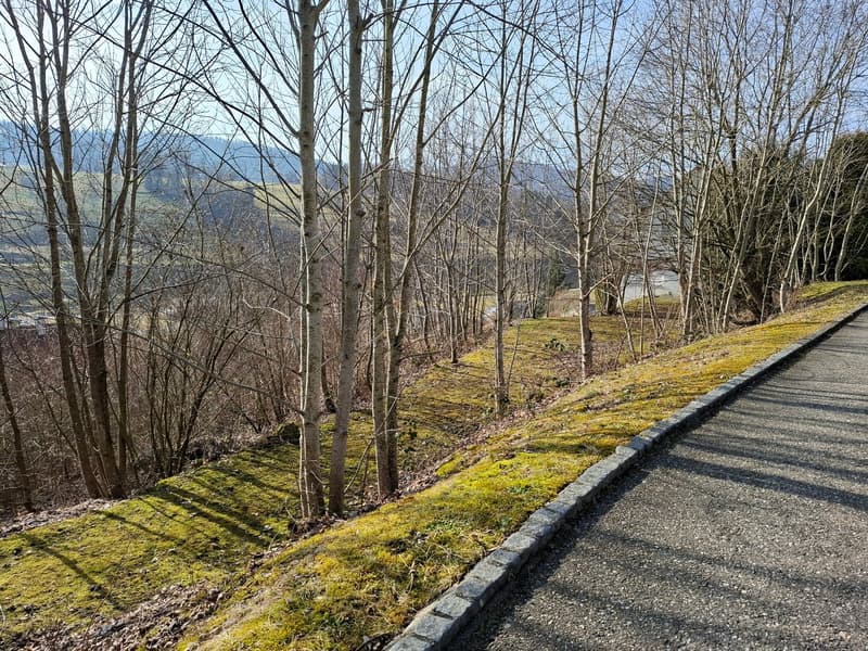 A sloped area with trees and grass, a paved road, and a view of the mountains