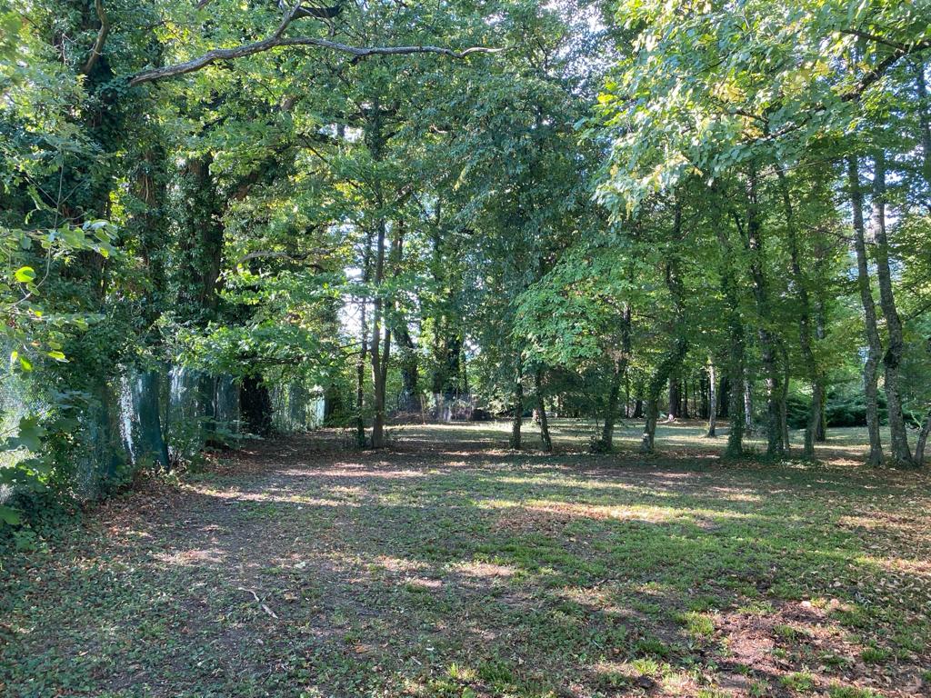 sunny open area with grass surrounded by trees