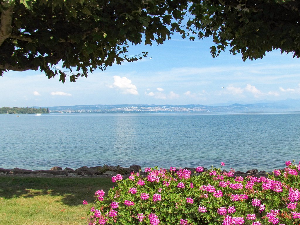 lake view with mountains, flowers, green grass, tree, rocky border