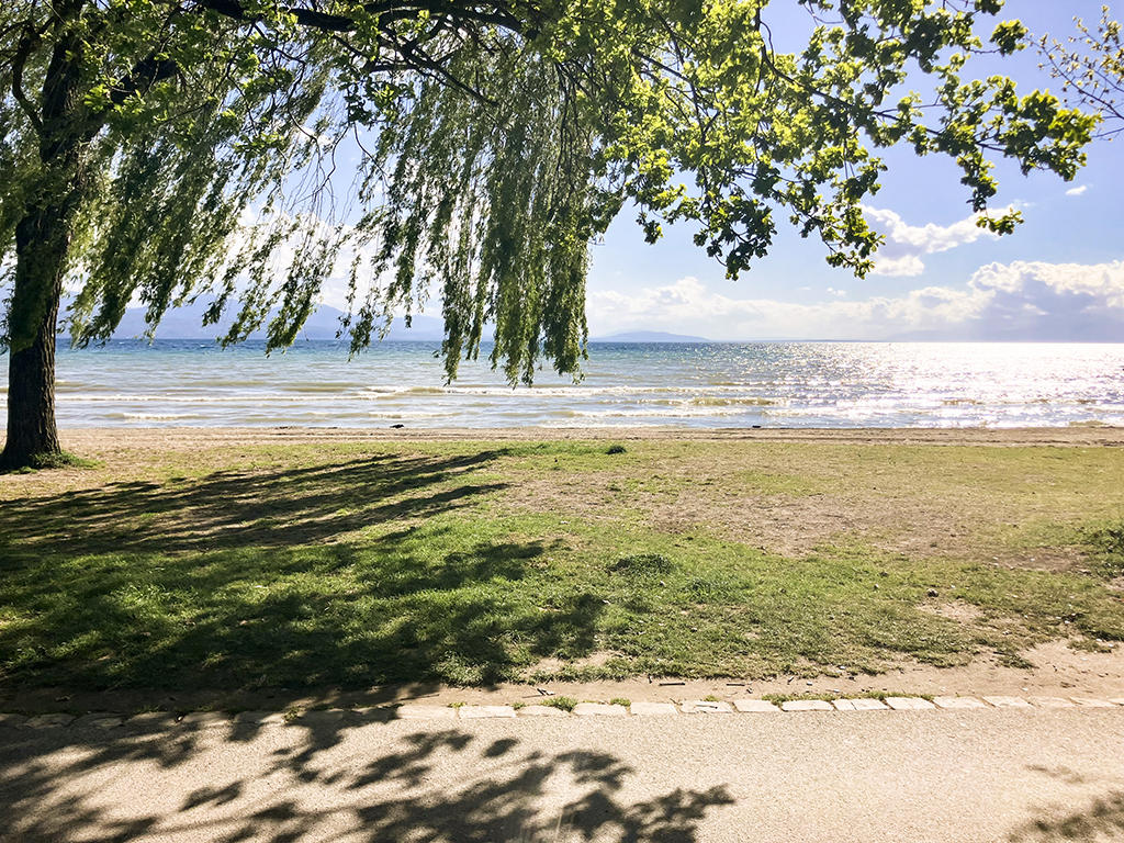 Large grassy area, tree, beach, ocean