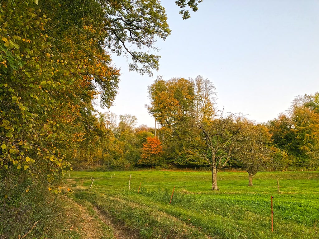 green grass, apple trees, dirt path, trees in different colors