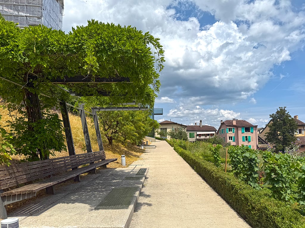 Path with plants on the sides, bench on the left, houses in the background