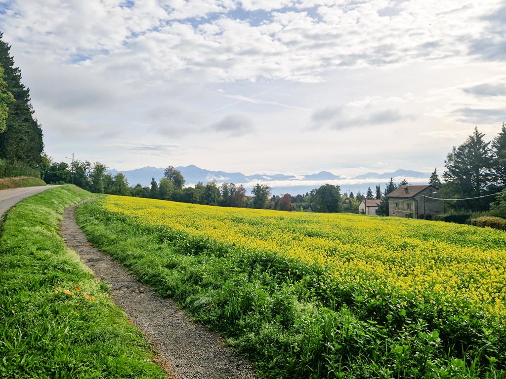 yellow flowers, green grass, dirt road, mountains in the distance