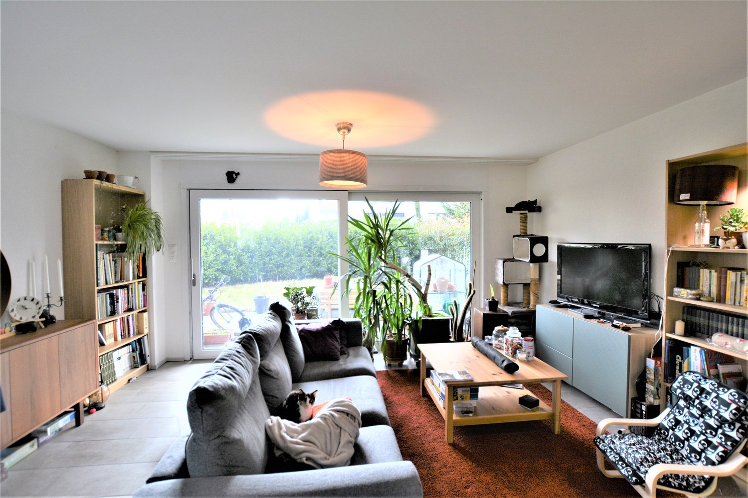 Living room: grey sofa, wooden coffee table, rug, tv, cat, bookcases, plant, lamp, bookshelf, carpet