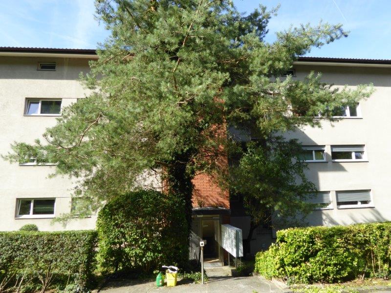 Apartment building, light gray walls, brick chimney, multiple windows, hedges and shrubs, wide tree at entrance