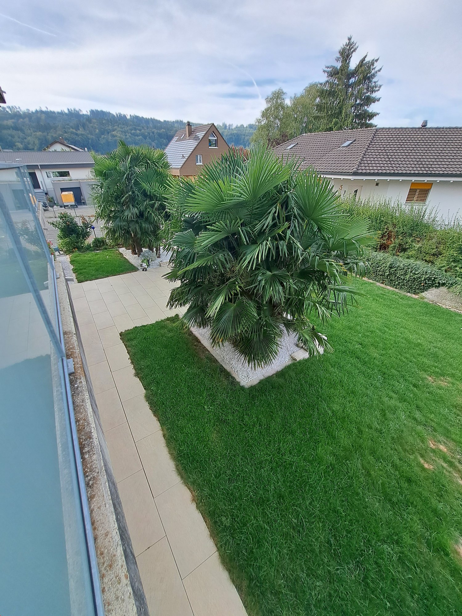 a garden with green grass and palm trees