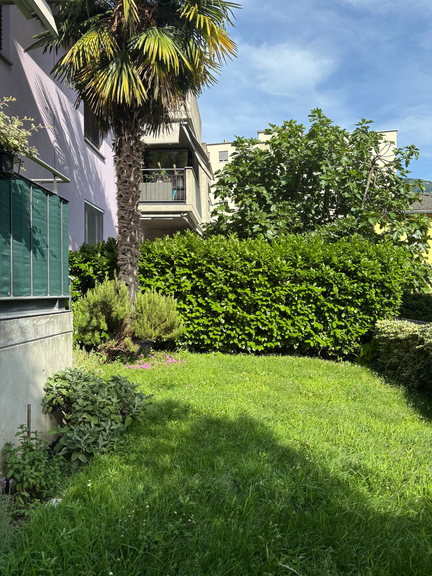 The image shows a lush, green outdoor garden area with a palm tree, shrubs, and a grassy lawn. There is a balcony or terrace visible on the building in the background.