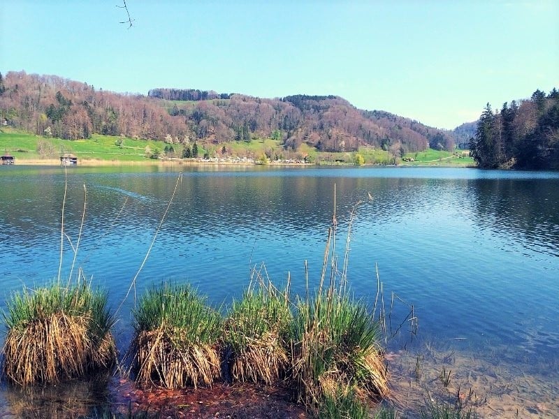 lake, green grass, trees, mountains