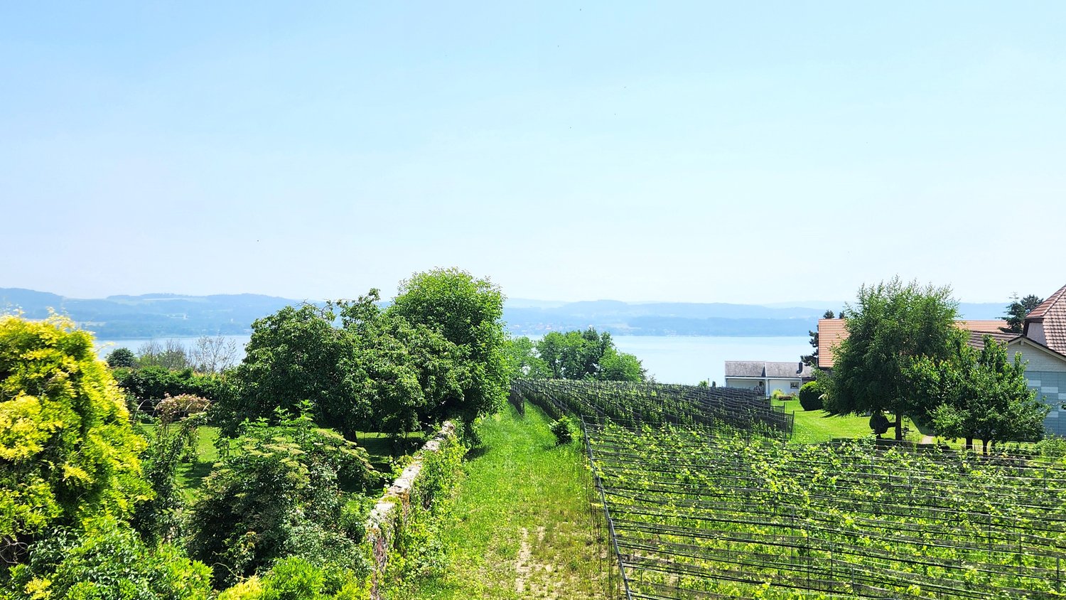 The image shows a scenic landscape with a vineyard in the foreground, surrounded by lush greenery and trees. In the background, there is a body of water, likely a lake or river, with mountains visible in the distance. The scene appears to be set in a rura