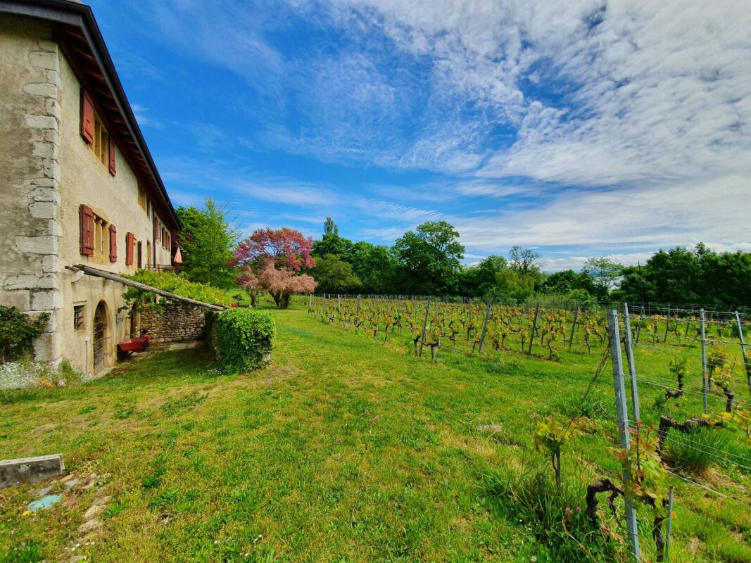 A picturesque countryside property with a stone building, surrounded by a lush green vineyard and other vegetation. The sky is blue with fluffy clouds, creating a serene and idyllic landscape.