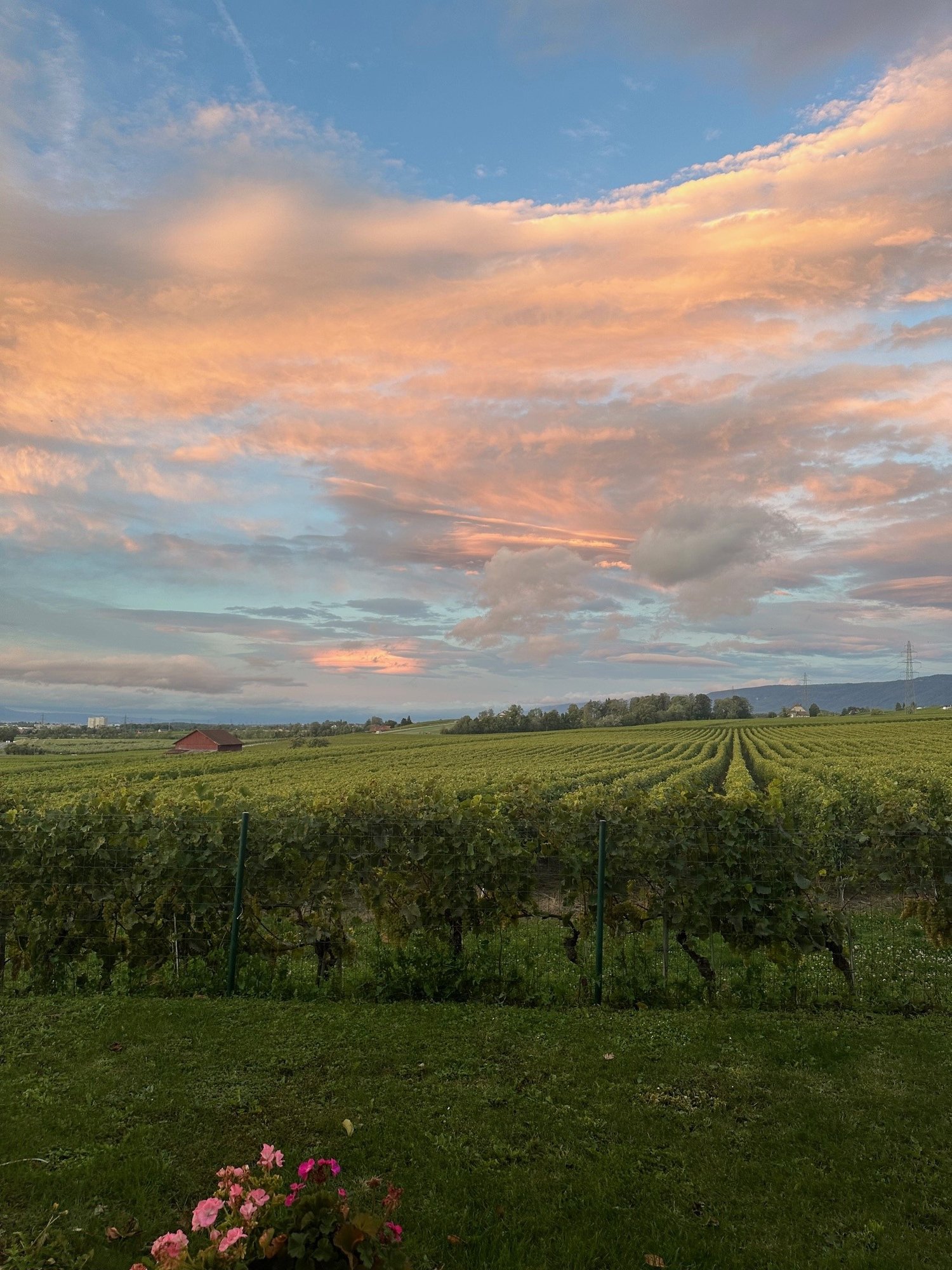 Wide grassy area surrounded by a fence, vineyard in the background, pink flowers in the front
