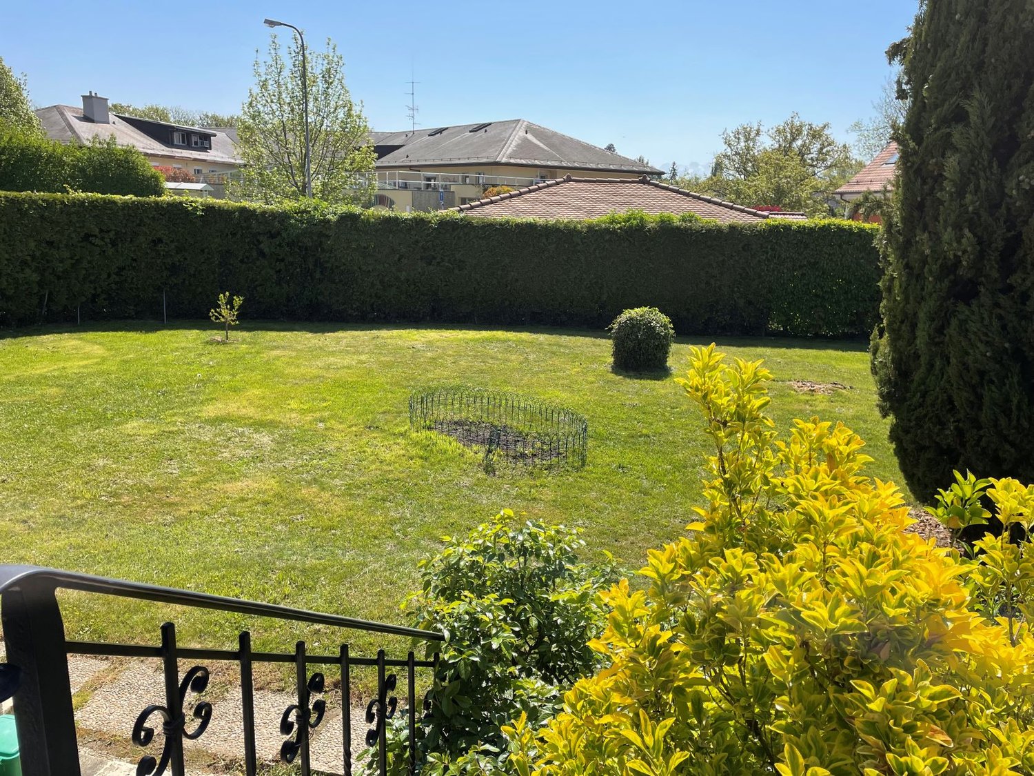 a green open garden, with a small tree and bushes, surrounded by a hedge and houses in the background