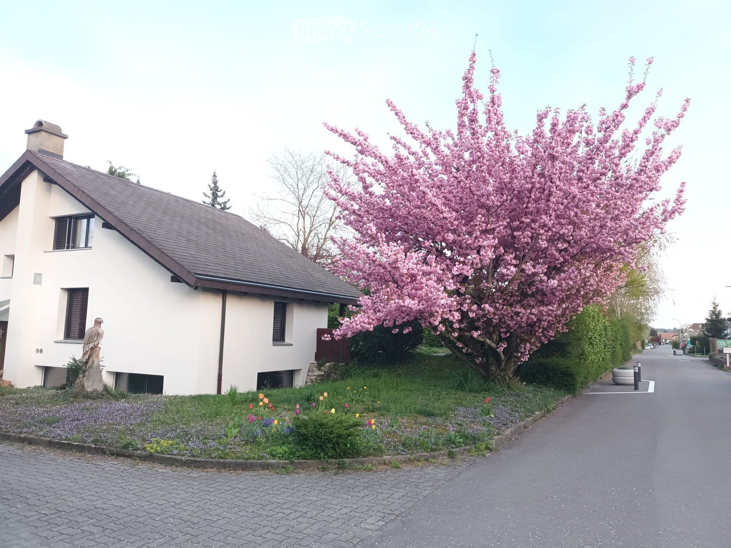 white 2 story house, brown roof, pink flowering tree, statue, paved driveway