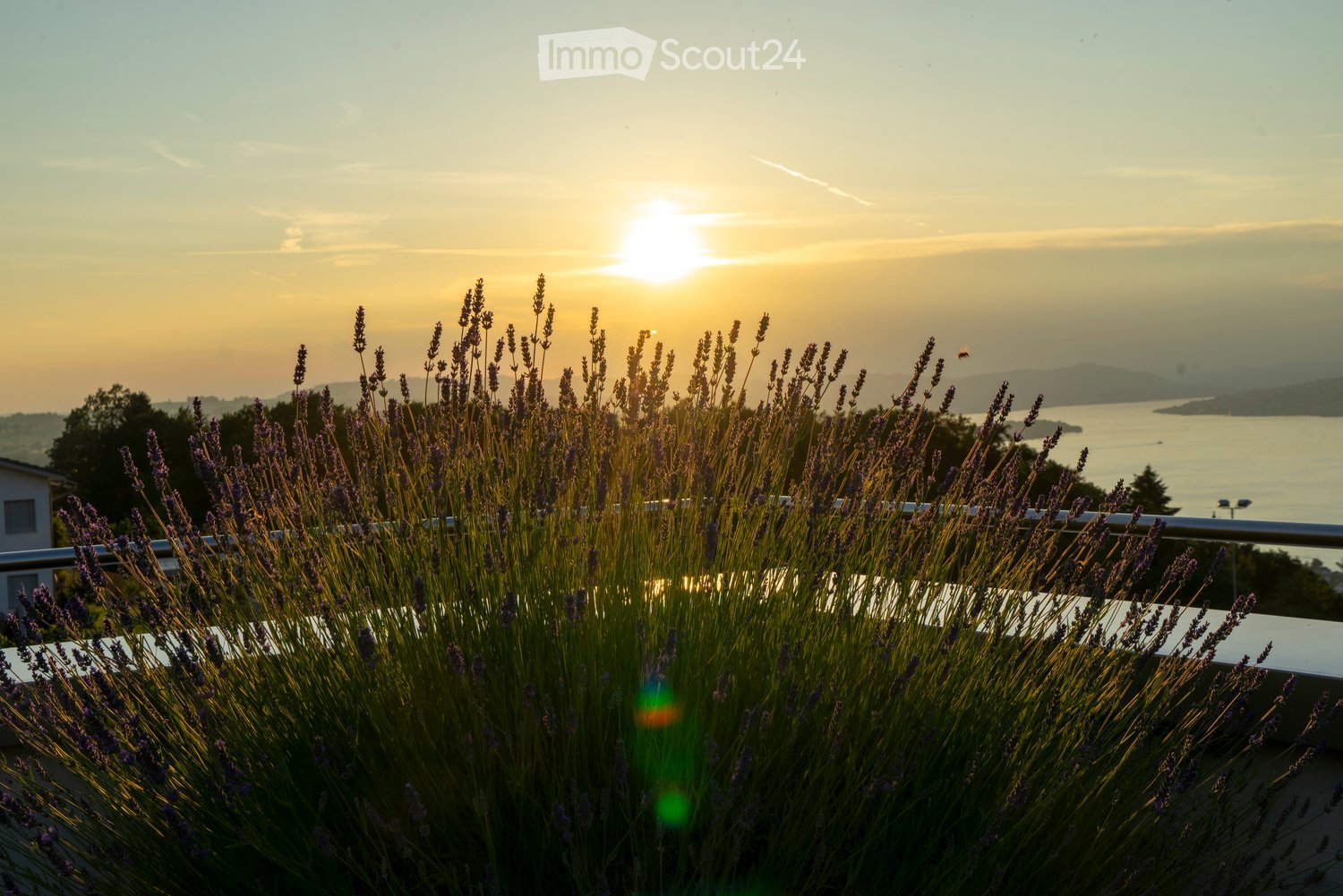 Lavender plants, metal railing, sunset, water view