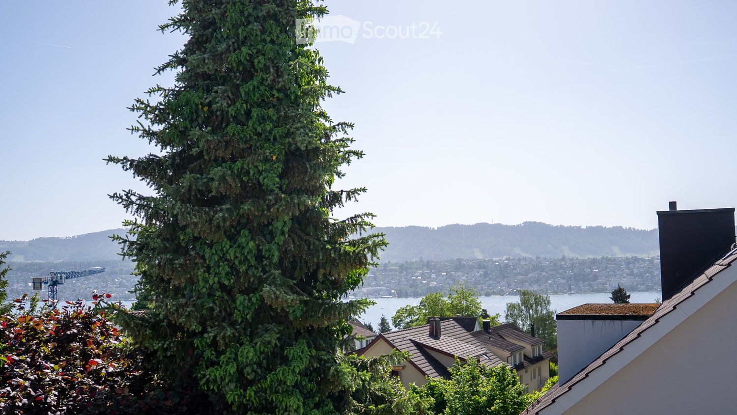 A view from a rooftop or balcony showing a large evergreen tree in the foreground, with a cityscape and body of water in the background.