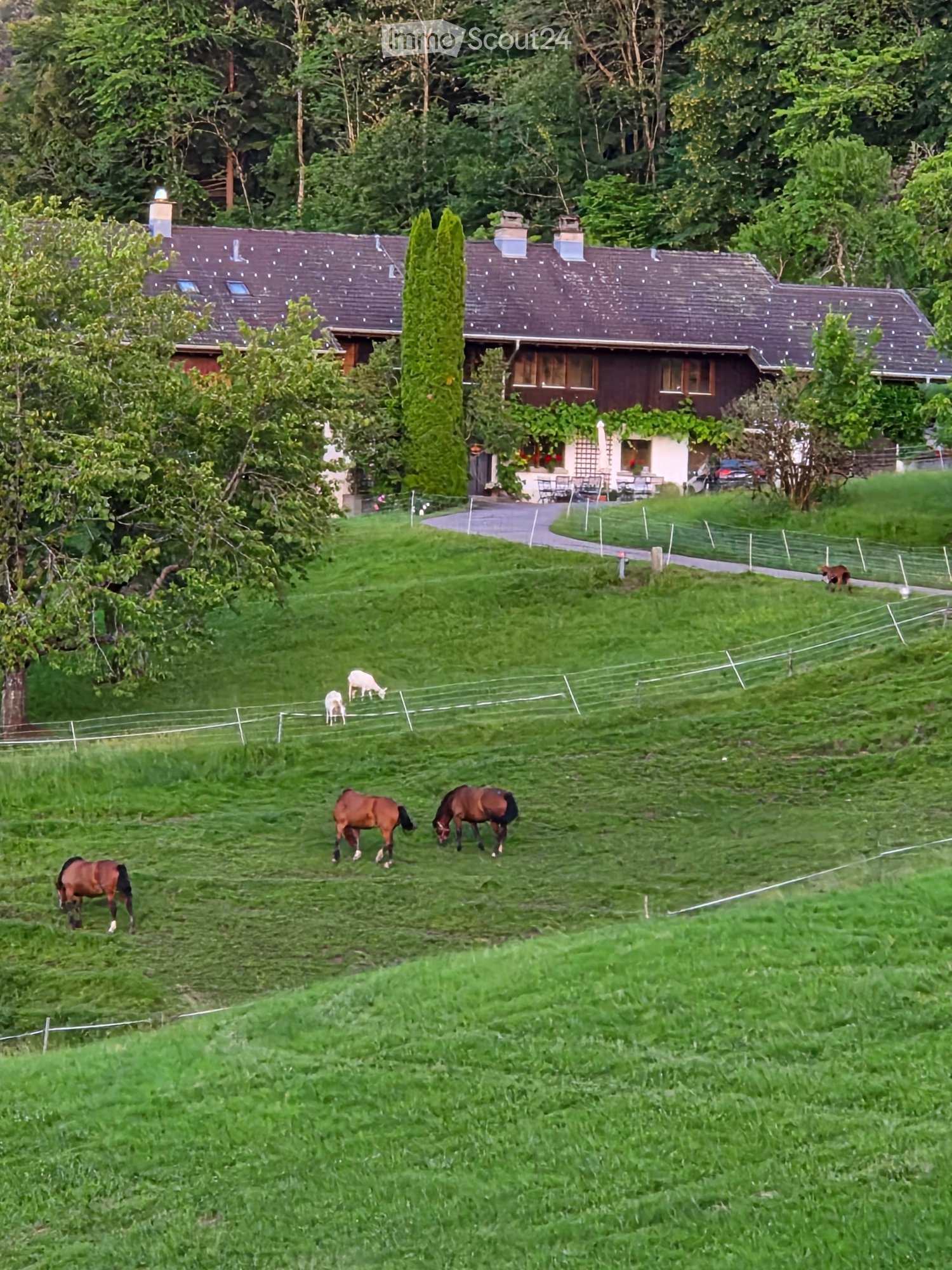 A grassy field with several horses grazing, surrounded by a fence and trees, with a house and driveway visible in the background.