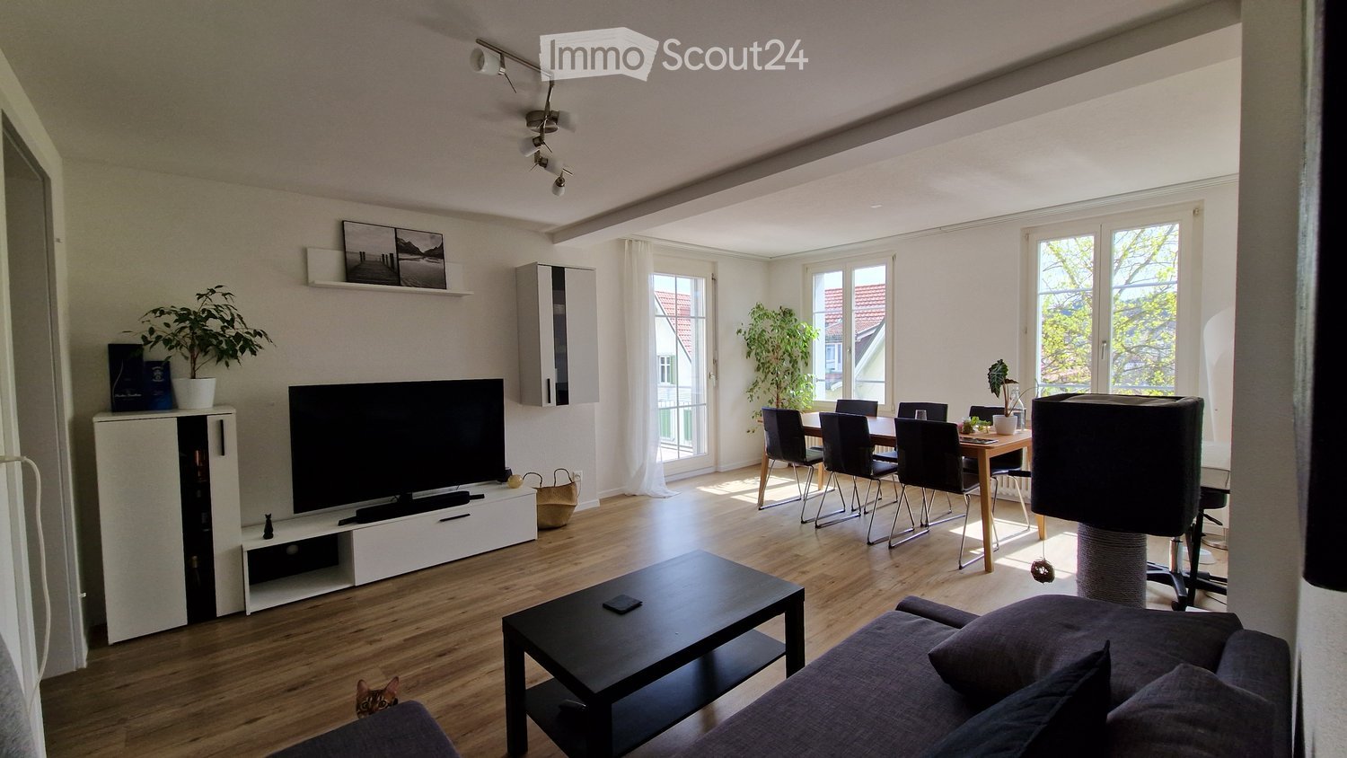 Bright living and dining area with wooden flooring, large windows, a sofa, coffee table, TV, dining table with chairs, and a cat tree.