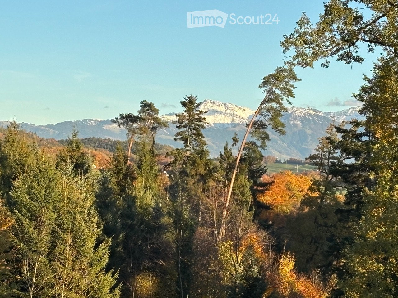 A panoramic view of a forested area with tall trees and distant mountains under a clear blue sky.