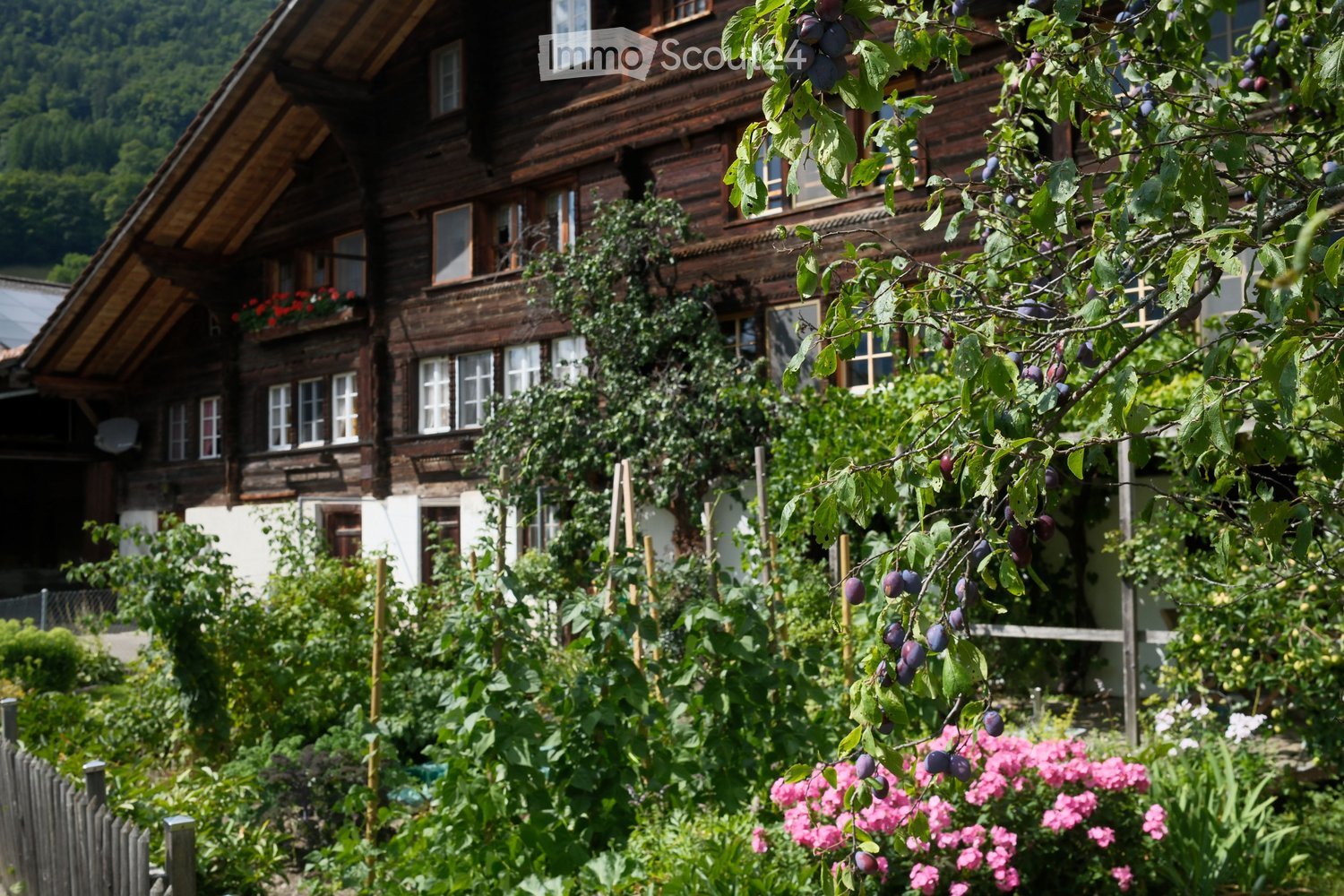 A traditional wooden house with multiple windows and a sloped roof, surrounded by a lush garden with plum trees, flowers, and greenery.