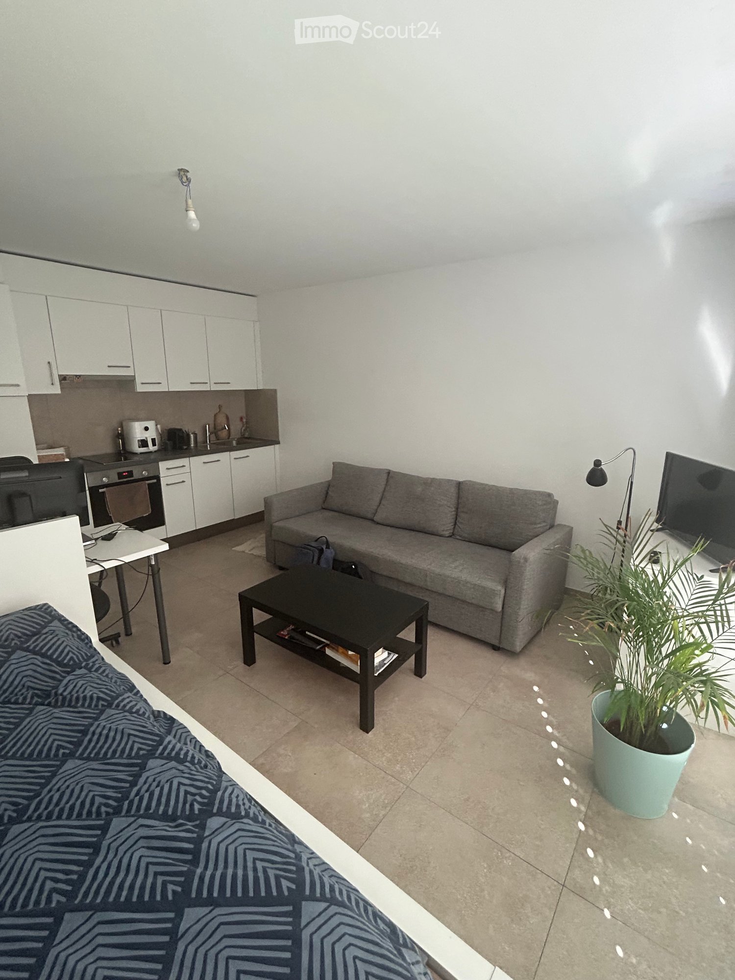 Modern open-plan living space with a grey sofa, coffee table, bed, kitchen area with white cabinets, and a potted plant.
