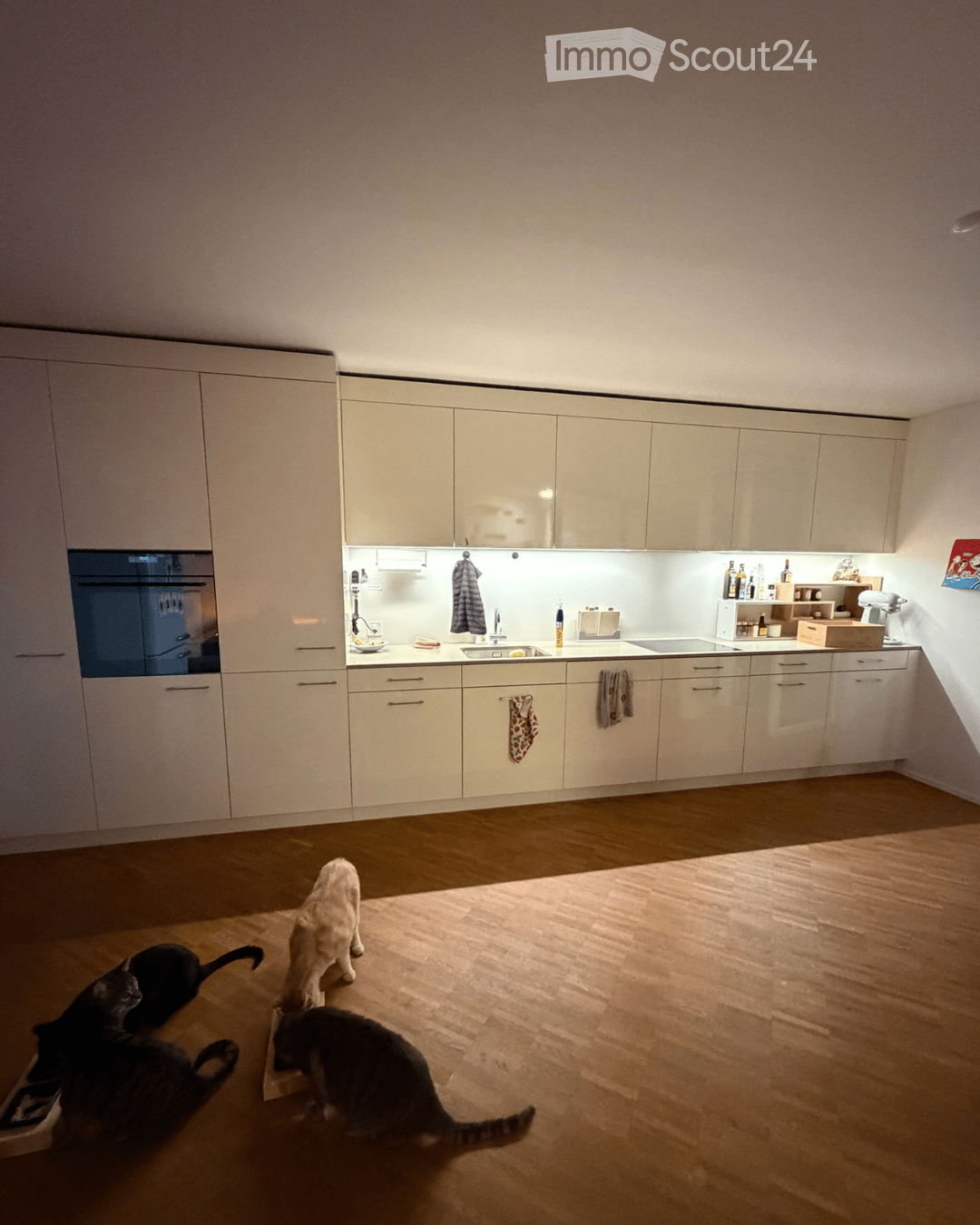 Modern kitchen with white cabinets, stainless steel appliances, and a wooden floor. Three cats are present in the foreground.