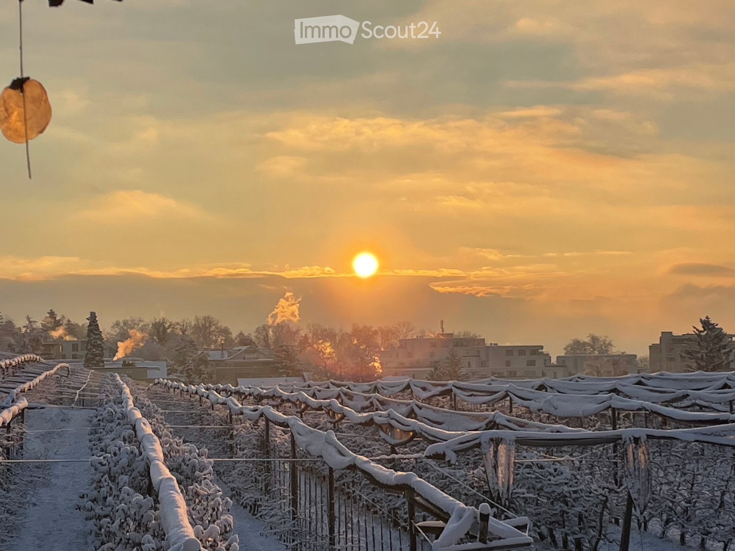 covered vineyard, snow on plants, winter setting, clear sky, setting sun