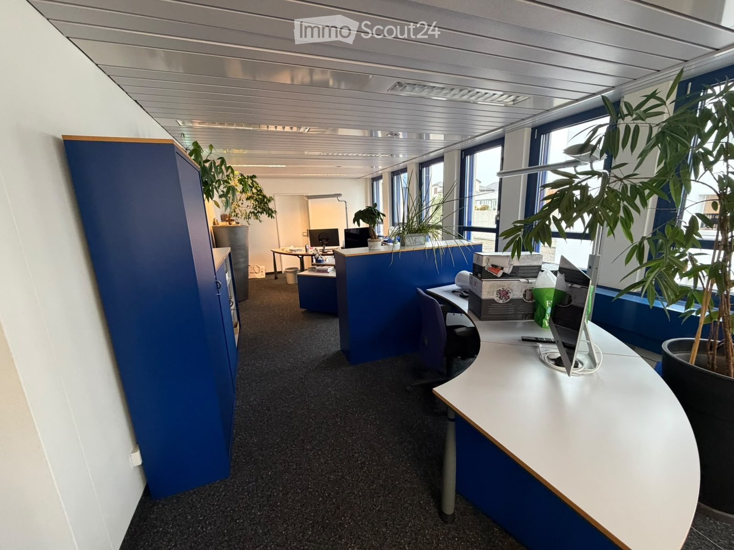Modern office space with desks, chairs, computers, and potted plants, featuring blue partitions and large windows.