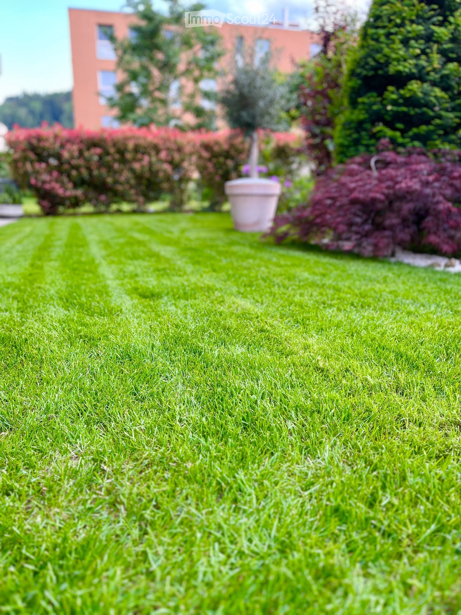Well-maintained lawn with trimmed grass, surrounded by shrubs and a potted plant, with a building in the background.