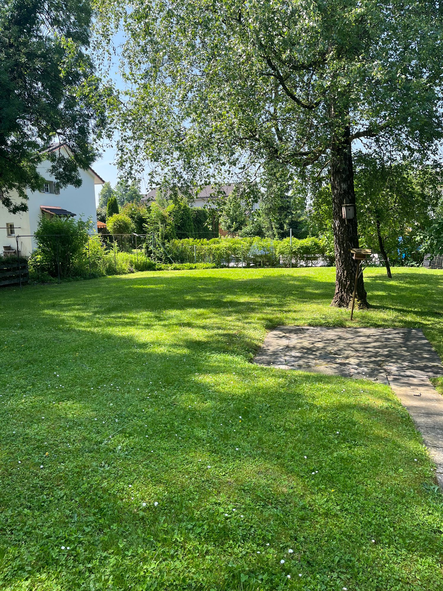 green grass, tree, house in background, shaded area