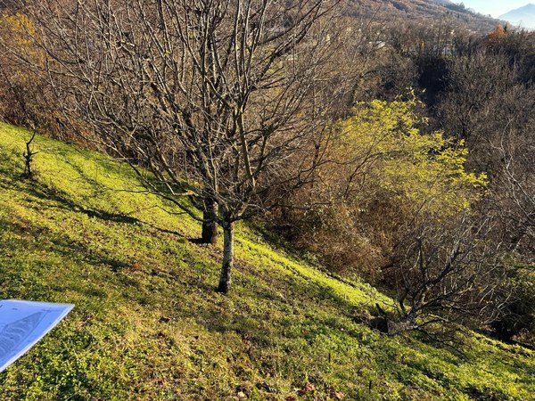 The image shows a scenic landscape with a grassy slope, bare trees, and some yellow foliage in the background. The view appears to be of a mountainous or hilly area.
