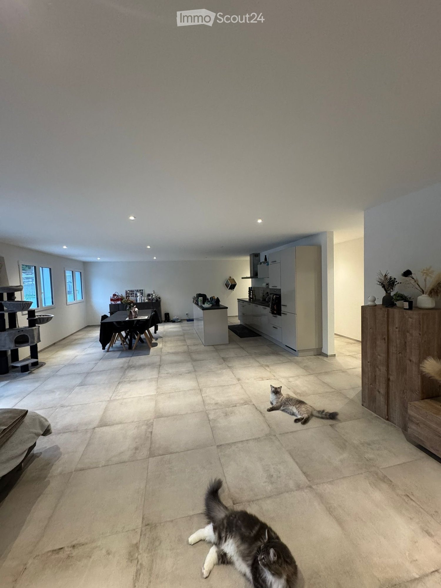 Spacious room, tiled floor, dining table, kitchen, cabinets, cat tower, plants, natural light from windows