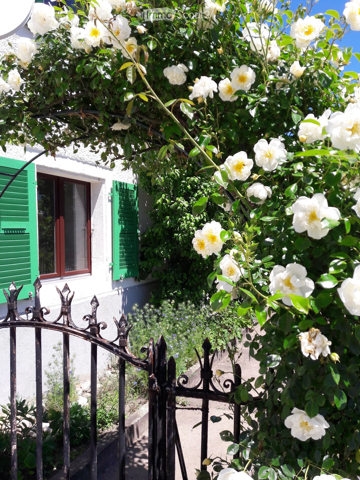 white roses over a gate, green shutters, white walls