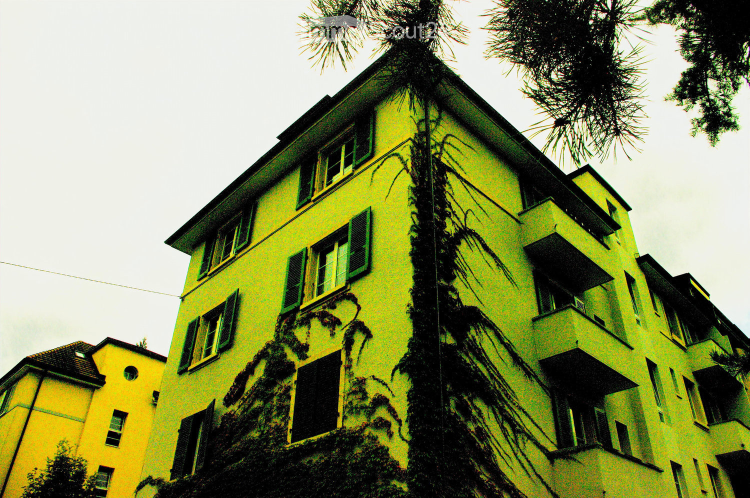 yellow house, many windows, covered in green ivy
