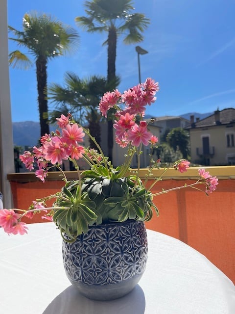 Flowerpot with pink flowers on a balcony, table, palm trees in the background, mountain