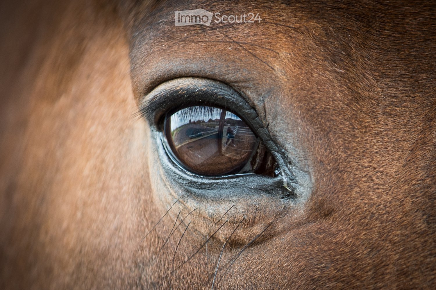 Close-up of a horse's eye with visible reflection of surroundings in the eye.