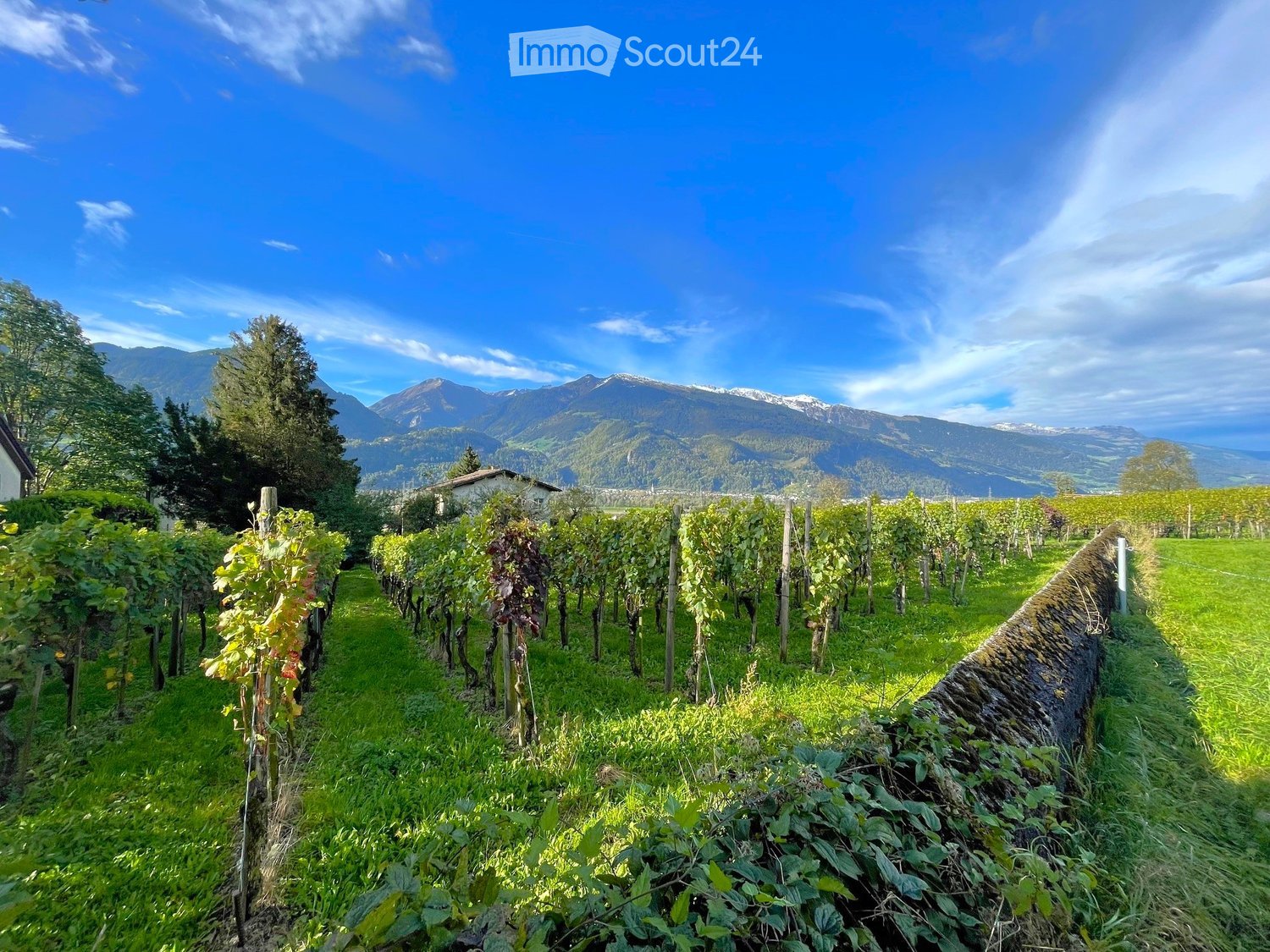vineyard, rolling hills, mountains in the background, blue sky with clouds, lush green grass