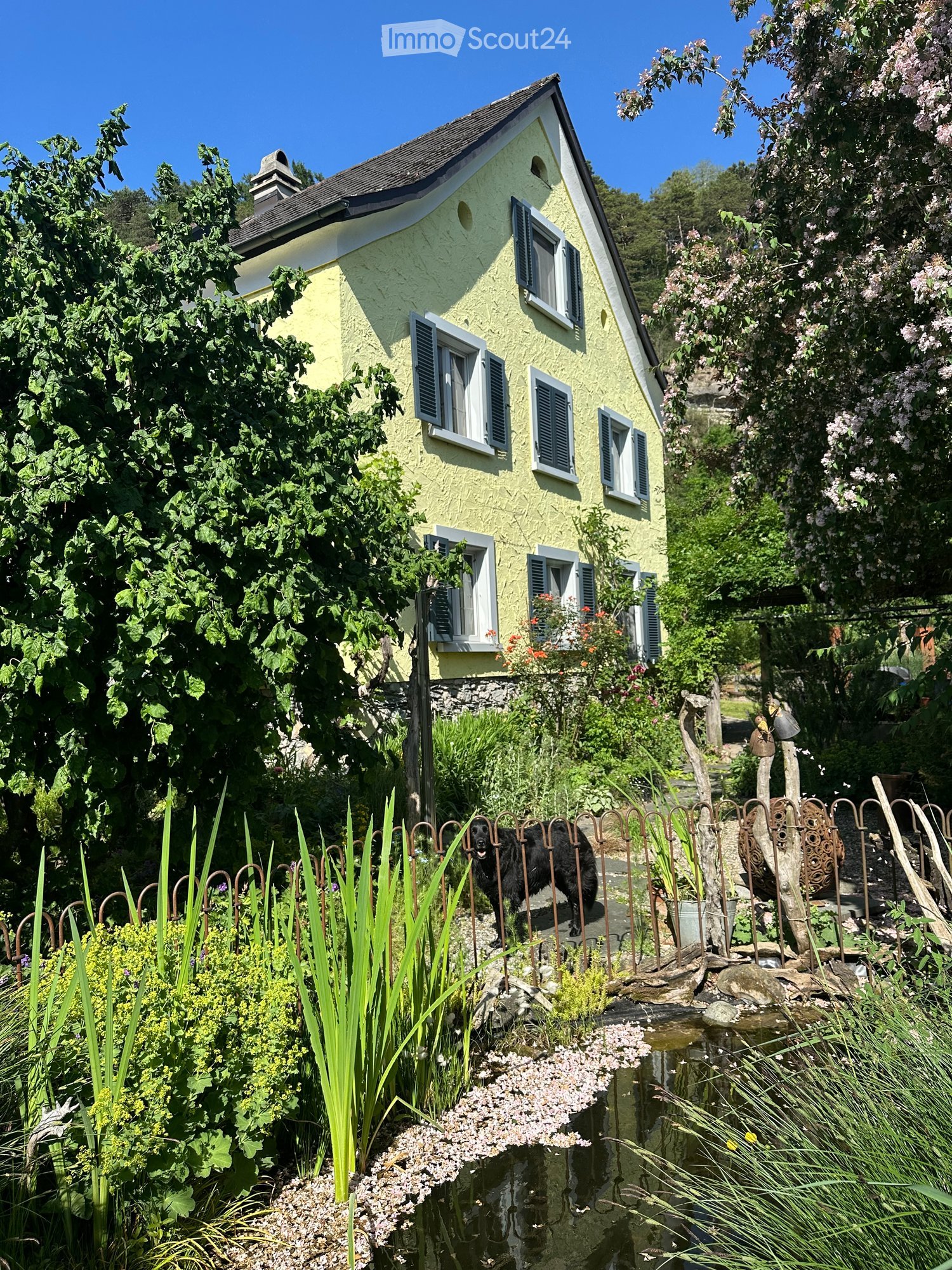 A charming yellow cottage with white-framed windows and shutters, surrounded by lush greenery and a well-maintained garden. A black dog stands near a decorative metal fence, with a small pond and various plants in the foreground.