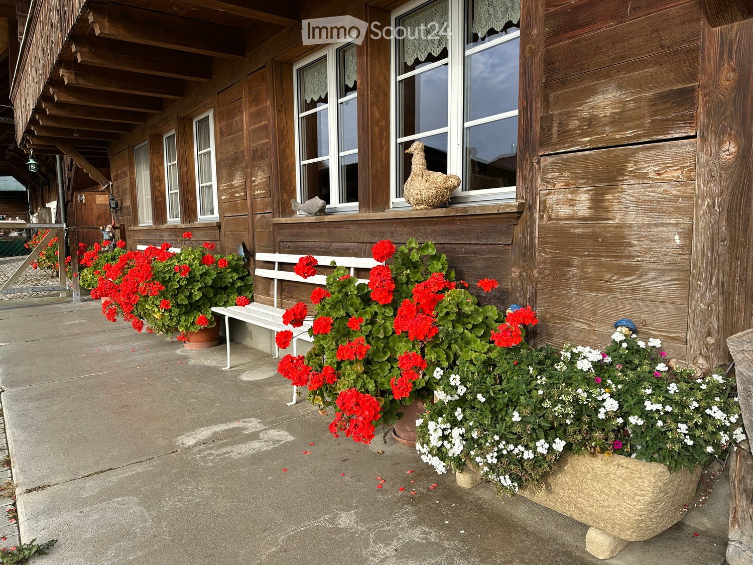 wooden building with wooden veranda, multiple large windows with white frames, white wooden bench on the veranda, hanging plants with red and white flowers, potted plant with red flowers, statue
