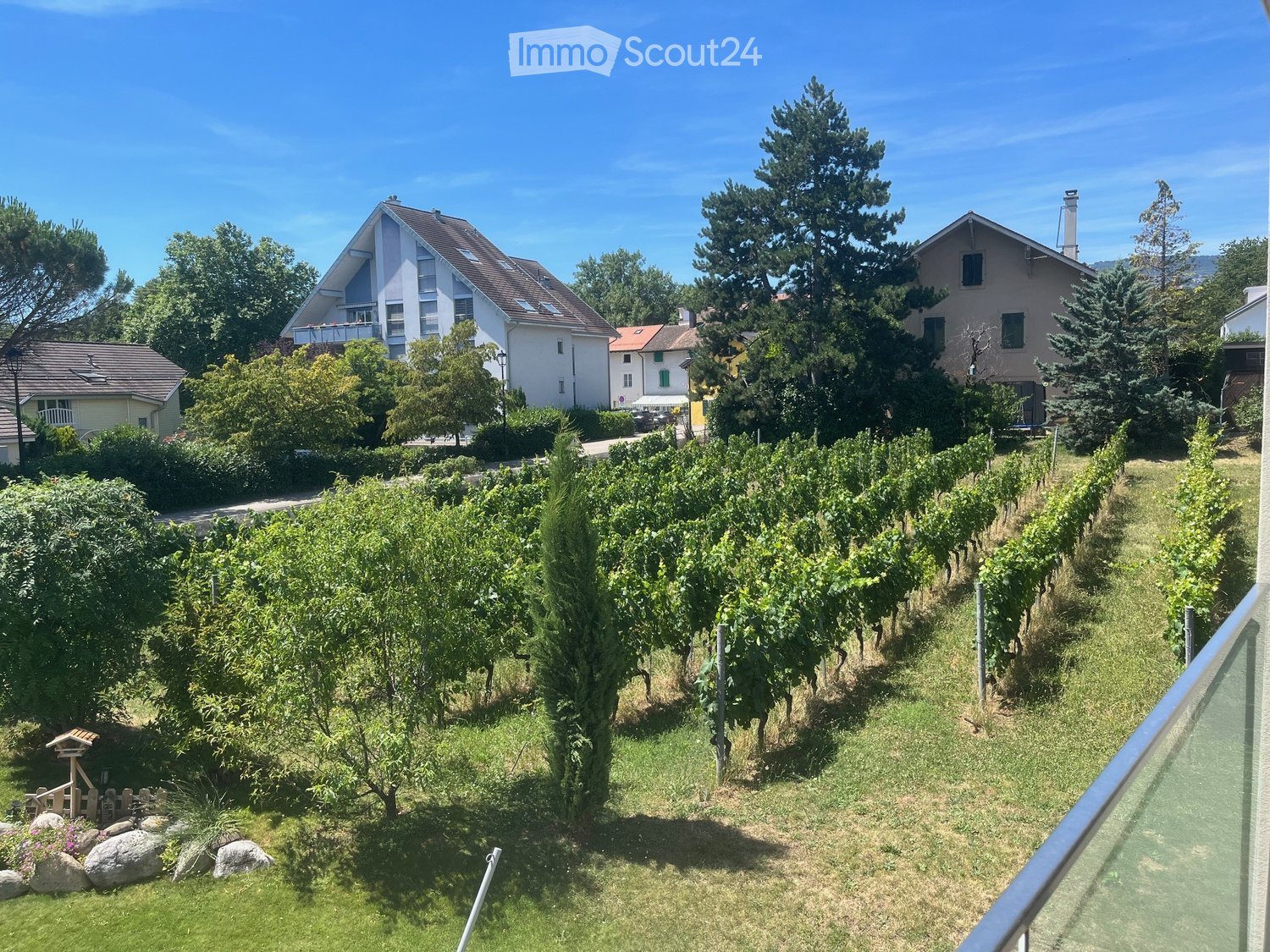 A vineyard area with rows of grapevines, surrounded by trees and shrubs, with a view of neighboring houses and a clear blue sky.