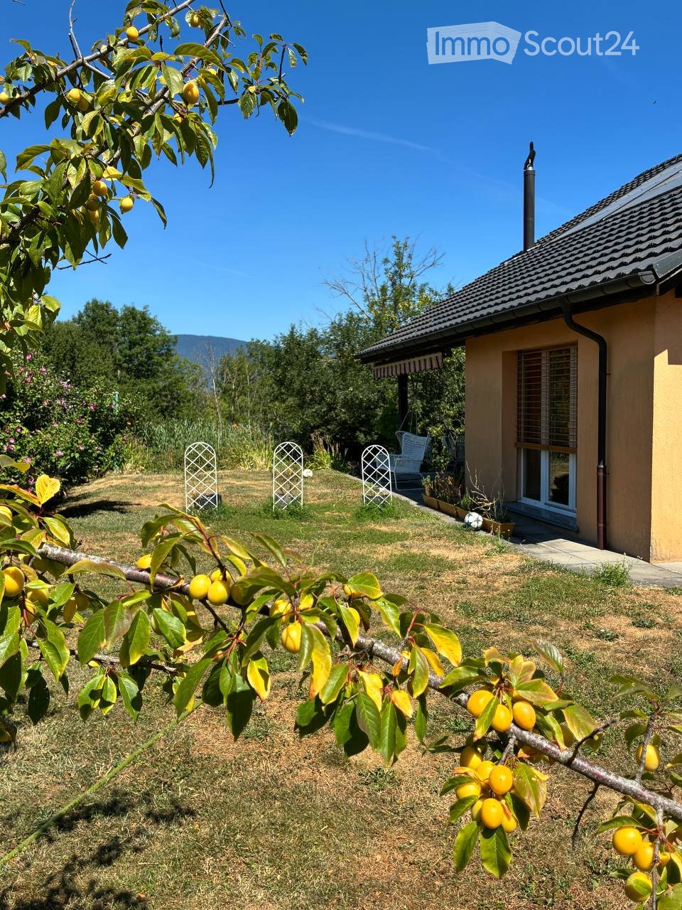 Garden with a fruit tree bearing yellow fruit, a small house with a covered porch, and decorative white lattice structures.