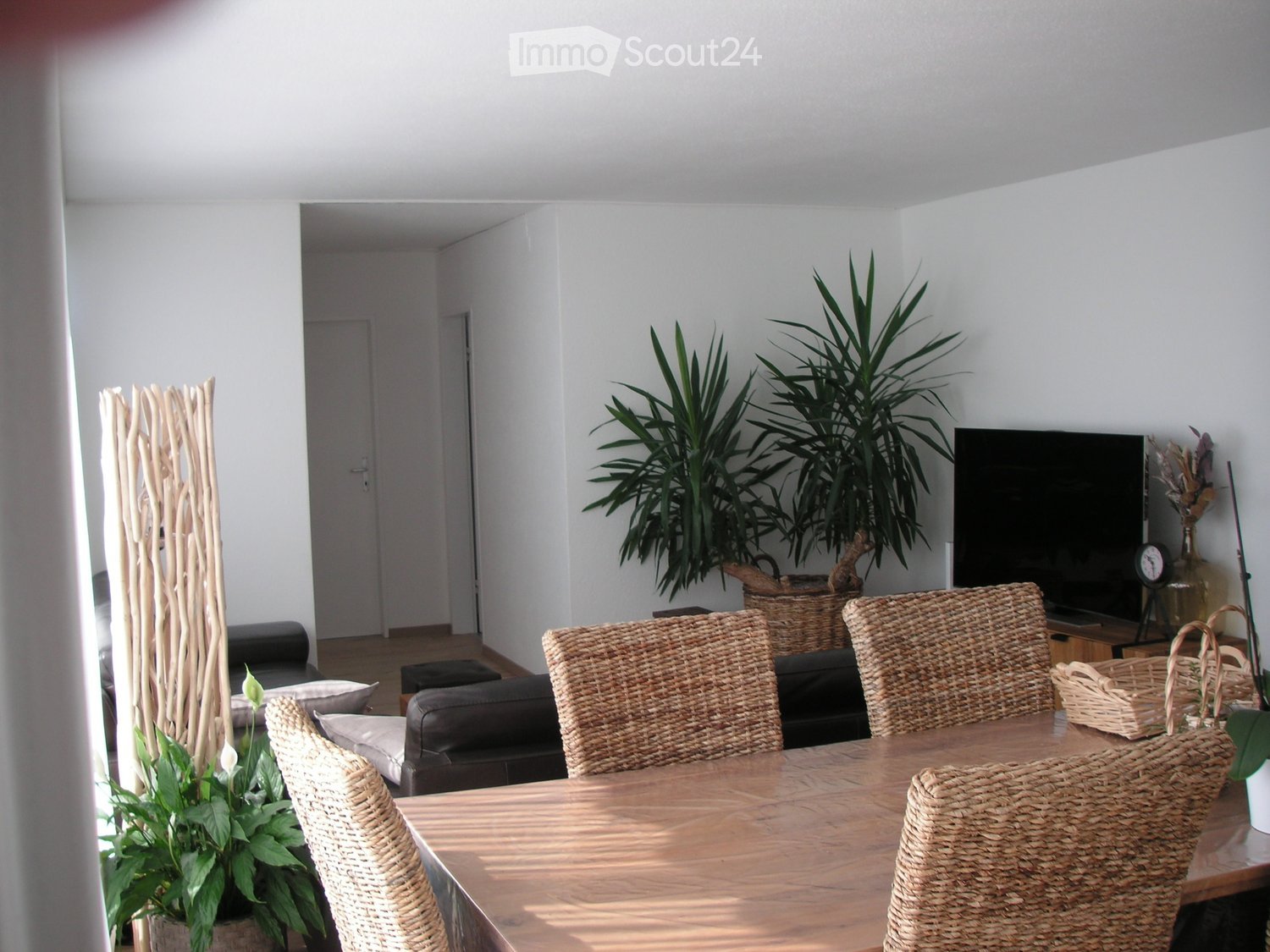A modern living room with a wooden dining table, wicker chairs, a sofa, a television, and decorative plants.