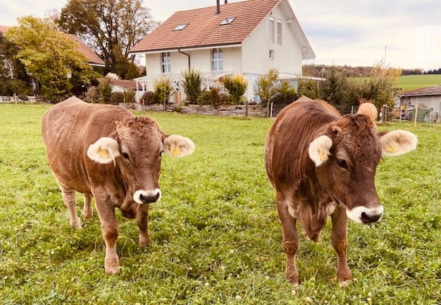 Two brown cows standing in a green field in front of a white house with a red-tiled roof and multiple windows.