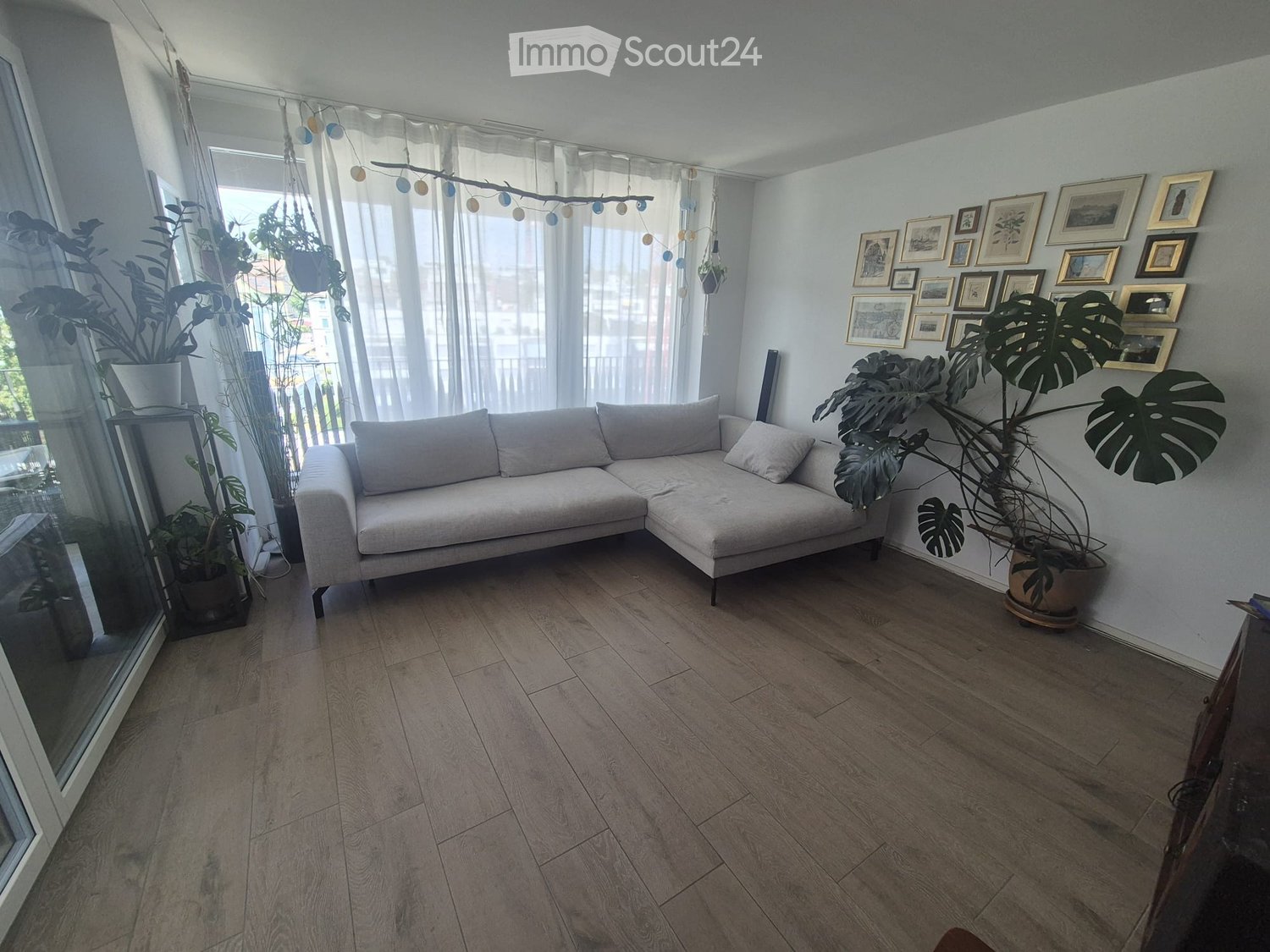 Modern living room with light-colored wooden flooring, a grey sectional sofa, large potted plants, and a wall decorated with framed pictures.