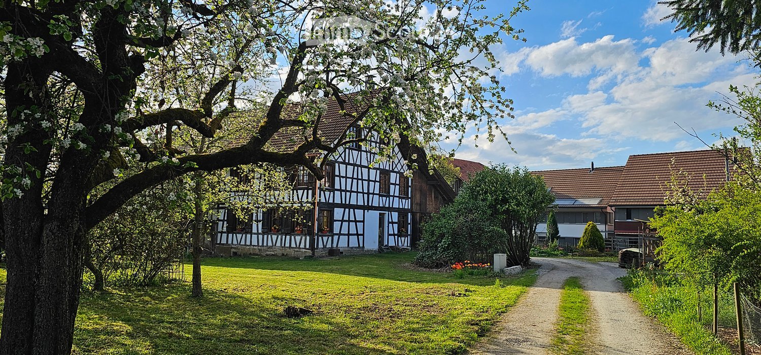 Traditional half-timbered house with blue walls and white trim, surrounded by lush greenery and a large tree with white blossoms. A gravel path leads to the house.