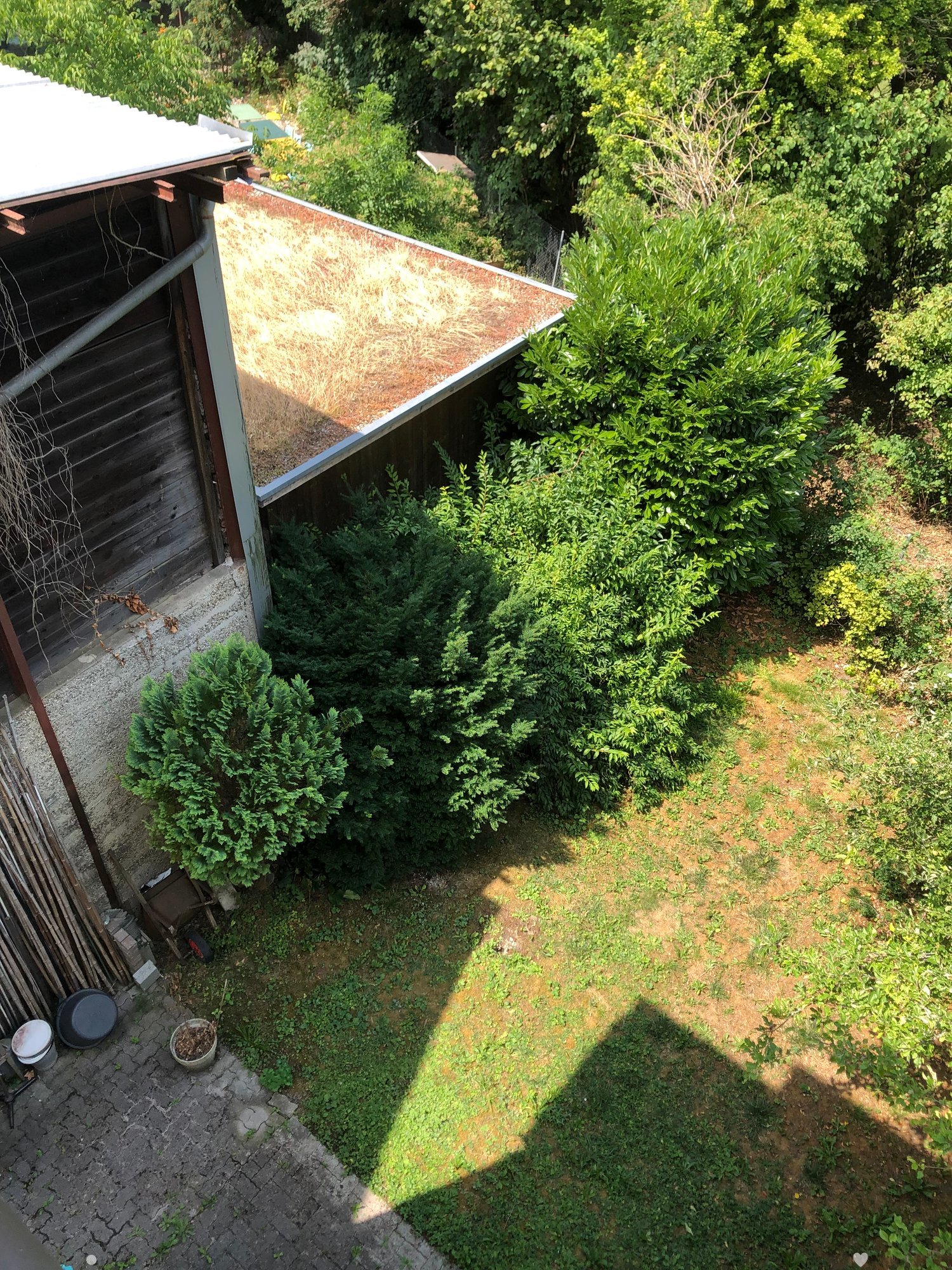 Overgrown garden with dense foliage, a small shed, and a partially covered patio area.