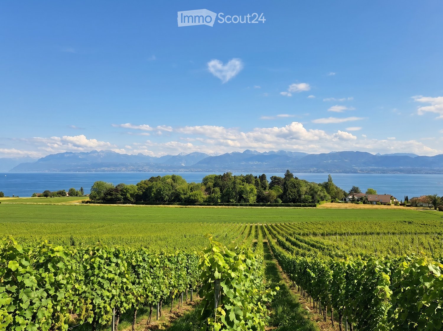 A vineyard with rows of grapevines, surrounded by green fields, trees, and a body of water with mountains in the background.