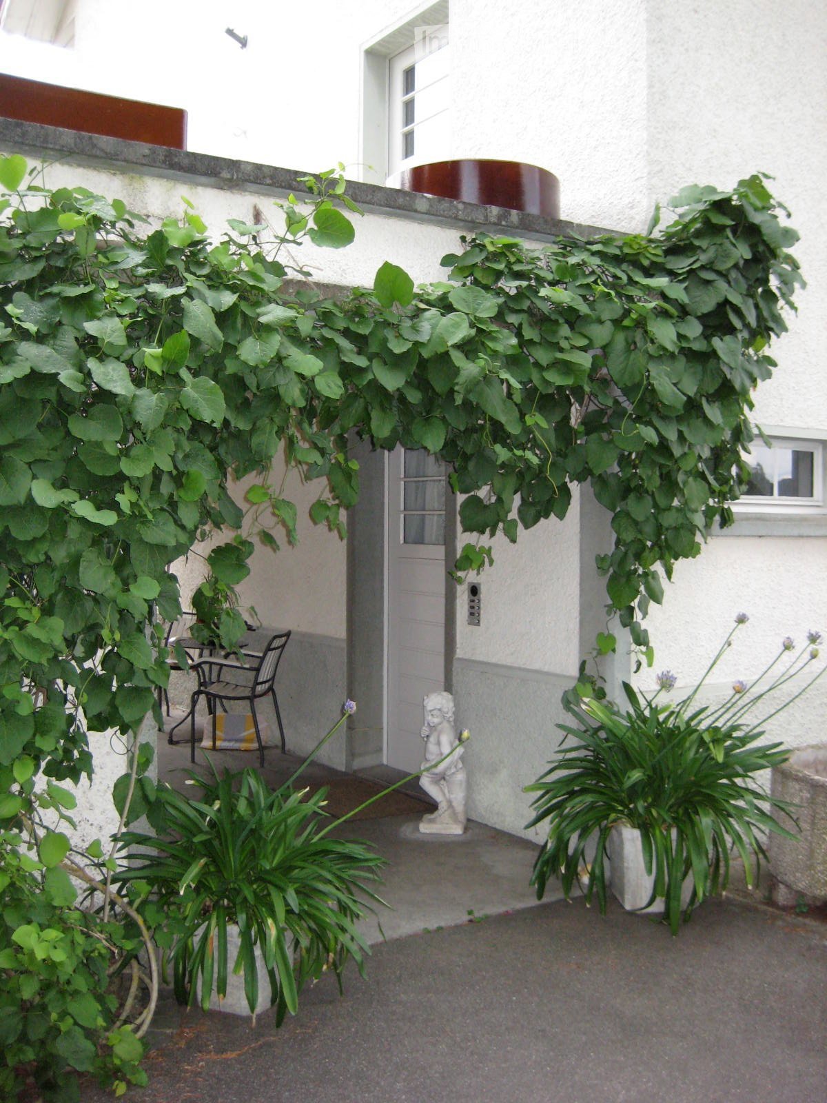 A small outdoor patio area with a table, chairs, a statue, and several potted plants, partially covered by climbing vines.