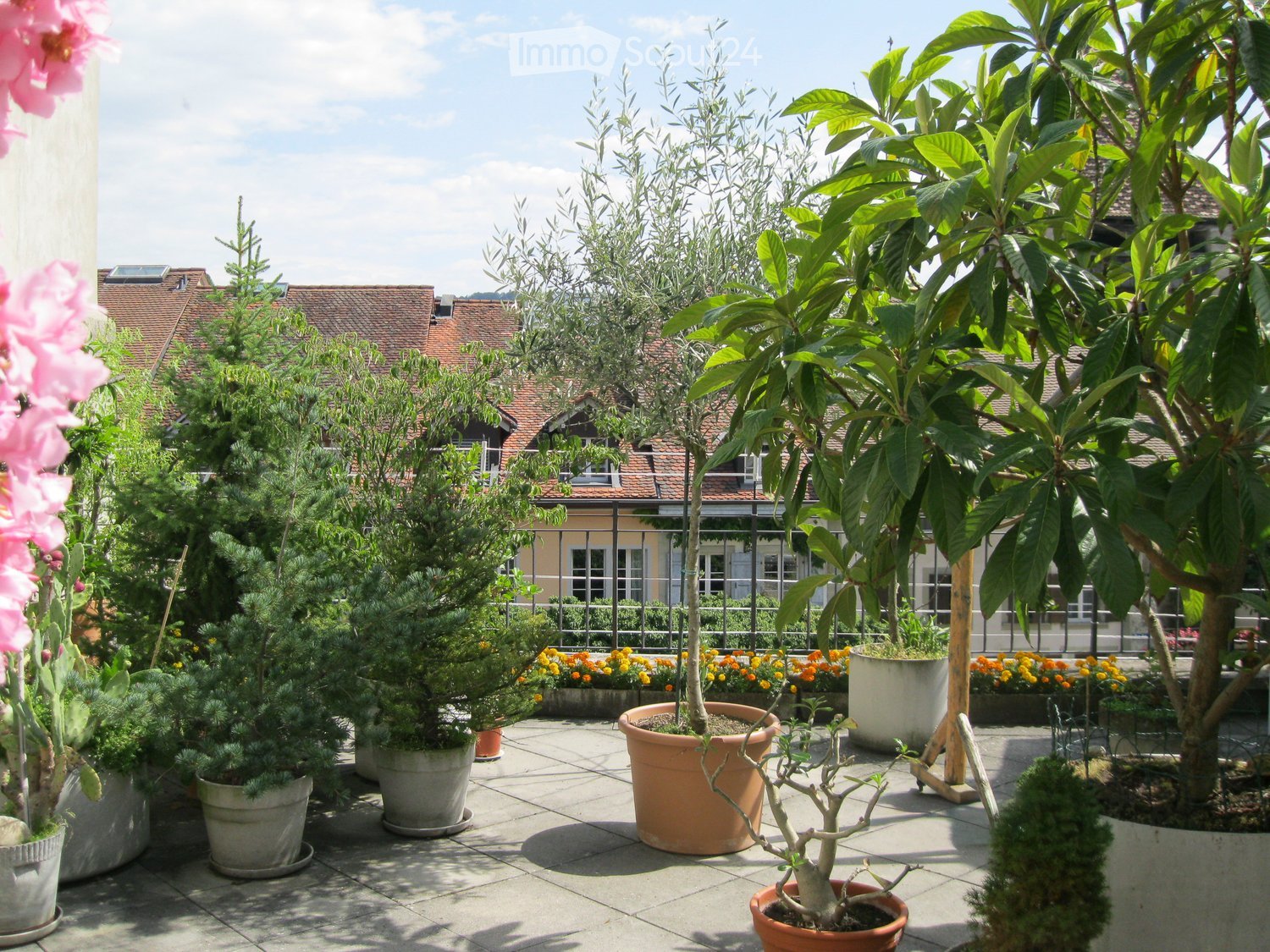 A sunny rooftop garden with various potted plants, including trees, shrubs, and flowers, arranged on a tiled surface. The background shows a cityscape with rooftops and buildings.