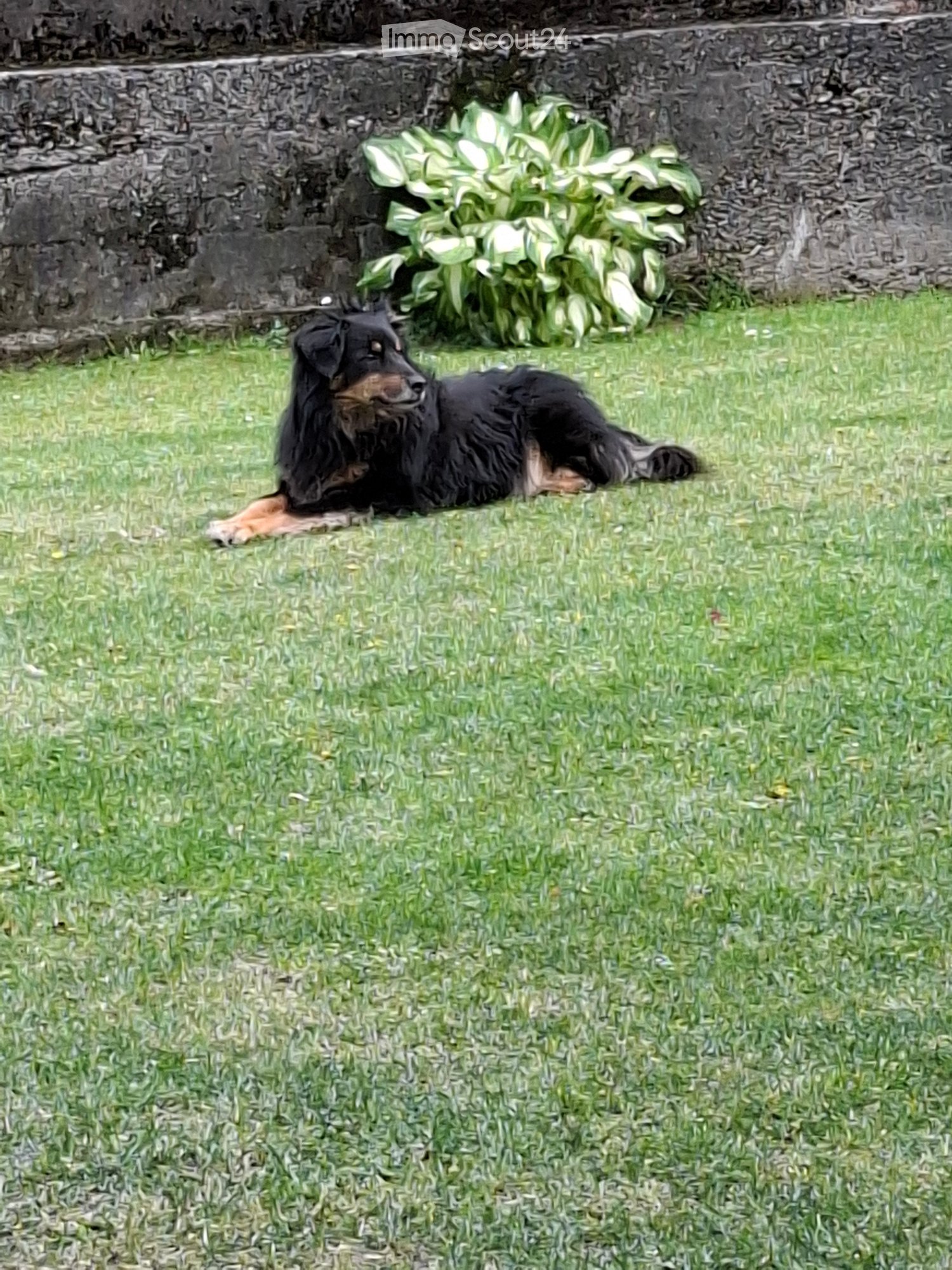 A black dog is lying on a well-maintained lawn, with a stone wall and some leafy plants in the background.