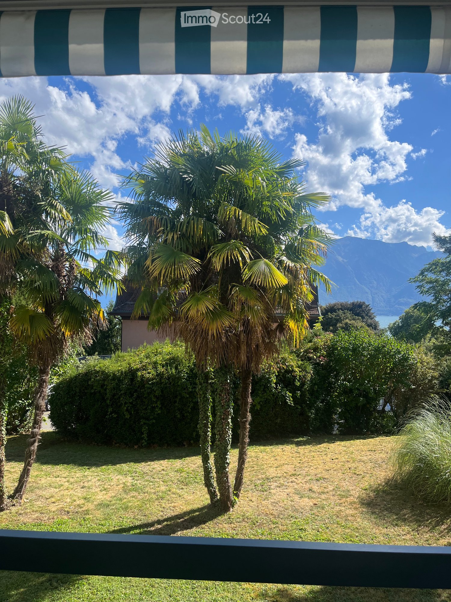 A sunny outdoor area with palm trees, green grass, and a view of mountains in the background.